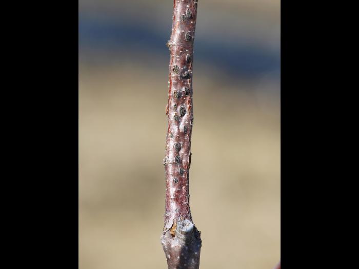 Noisetier - Brûlure orientale du noisetier (Anisogramma anomala)