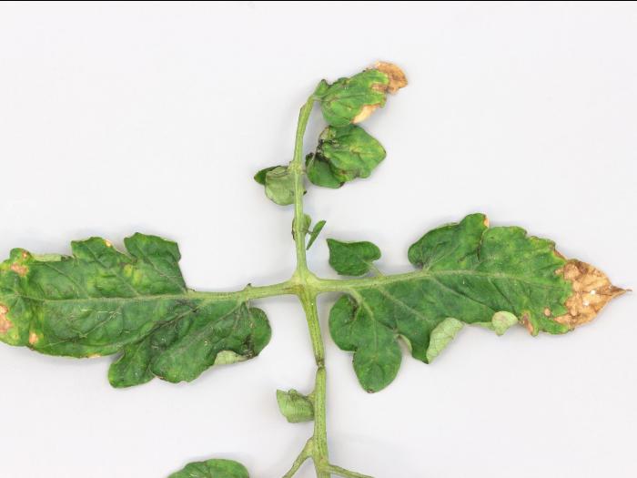 Tomate - Virus Y de la pomme de terre (PVY)