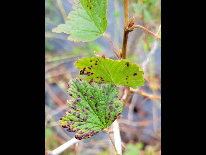 Groseille - Anthracnose (Drepanopeziza ribis)