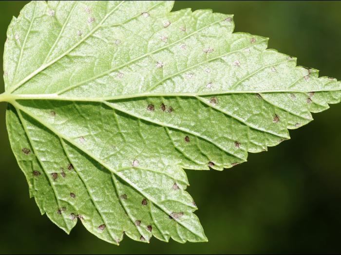 Cassis - Tache septorienne (Septoria ribis)