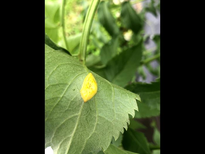 Sureau blanc - Rouille (Puccinia sambuci)