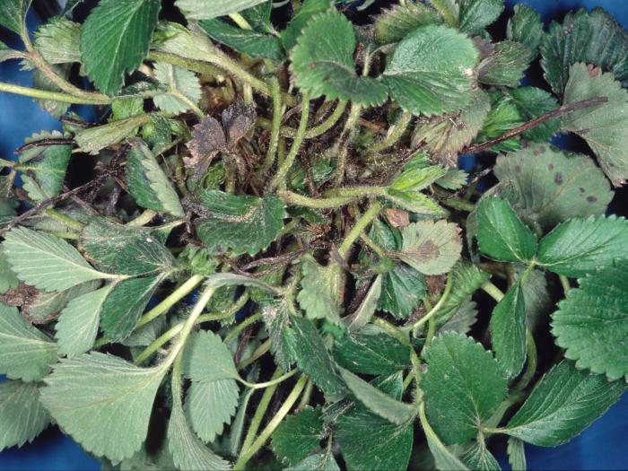 Fraise - Maladie des collets multiples du fraisier