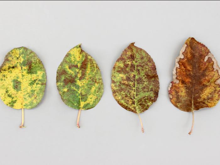 Pomme - Phytoplasme de la jaunisse de l'aster_9