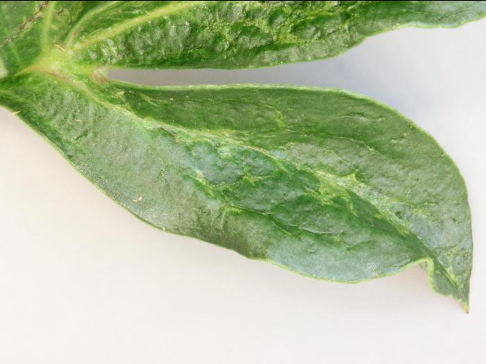 Pivoines - Phytoplasme de la jaunisse de l'aster_3