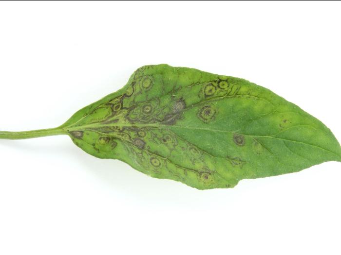 Tomate - Virus de la maladie bronzée de la tomate (TSWV)