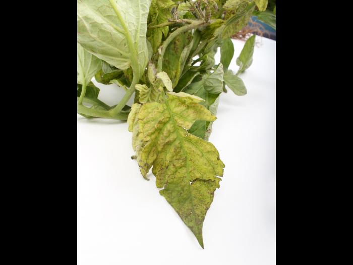 Tomate - Virus de la maladie bronzée de la tomate (TSWV)