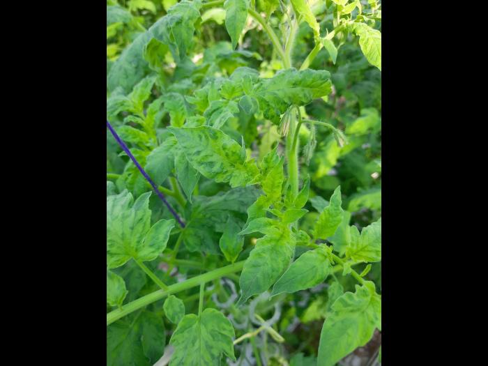 Tomate - Virus du fruit brun rugueux de la tomate (ToBRFV)
