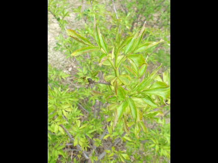 Sureau blanc - Virus de l'enroulement des feuilles du cerisier - sureau (CLRV-e)