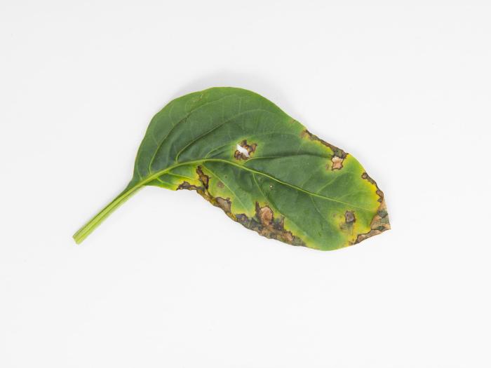 Poivron - Moucheture bactérienne (Pseudomonas syringae pv. tomato)