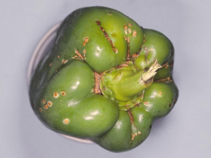 Poivron - Chancre bactérien (Clavibacter michiganensis subsp. michiganensis)