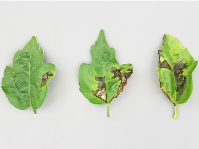 Hibiscus - Tache bactérienne (Pseudomonas syringae)_4