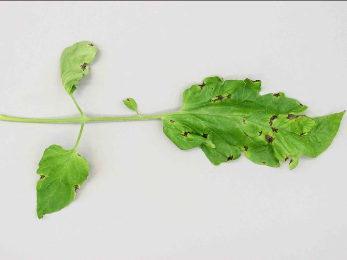 Tomate - Moucheture bactérienne (Pseudomonas syringae pv. tomato)