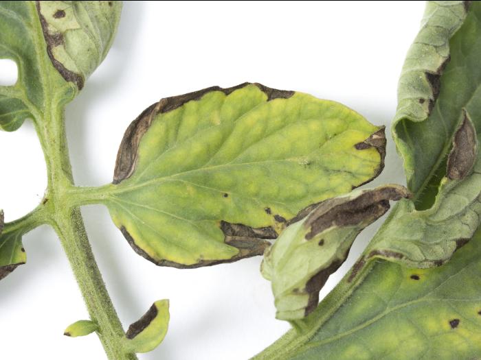 Tomate - Moucheture bactérienne (Pseudomonas syringae pv. tomato)