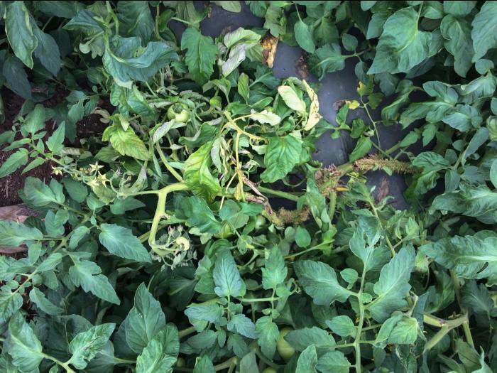 Tomate - Moelle noire (Pseudomonas corrugata)