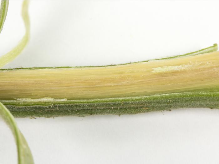 Tomate - Chancre bactérien (Clavibacter michiganensis subsp. michiganensis)