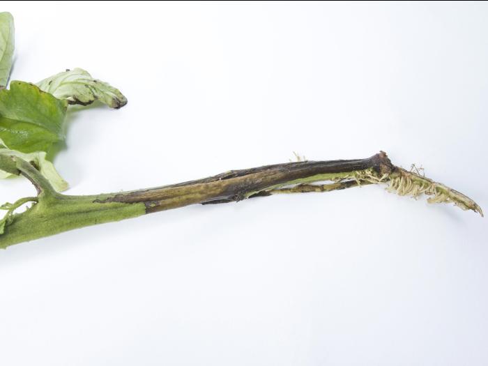 Tomate - Moelle noire (Pseudomonas corrugata)