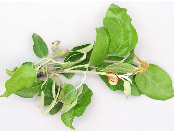 Pomme - Brûlure bactérienne (Erwinia amylovora)