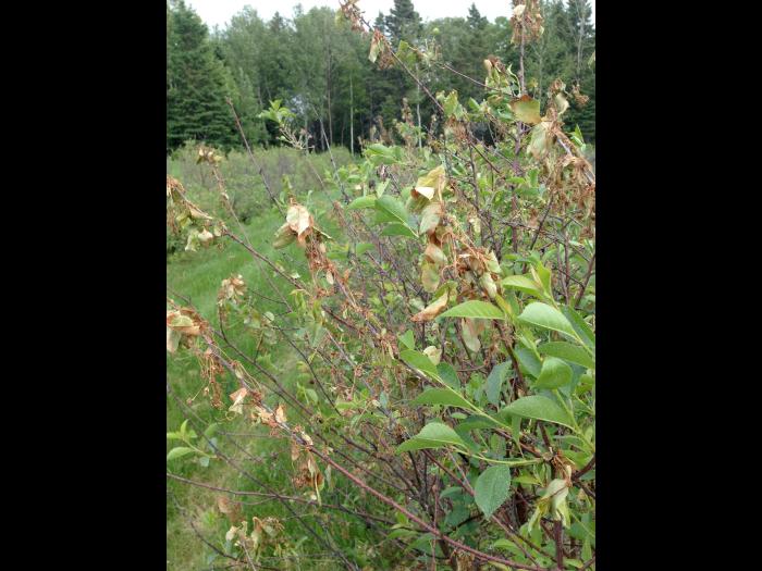 Cerise - Coulure bactérienne (Pseudomonas syringae pv. syringae)