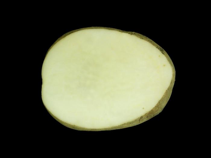 Pomme de terre - Nématode cécidogène du nord (Meloidogyne hapla)