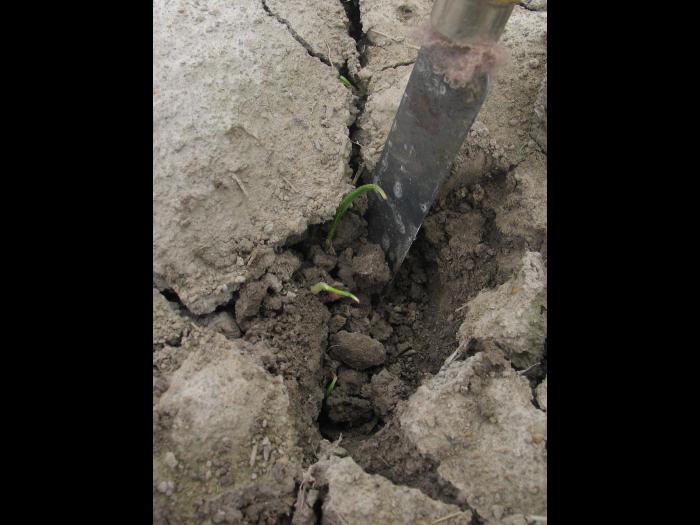 Blé - Encroûtement du sol_1