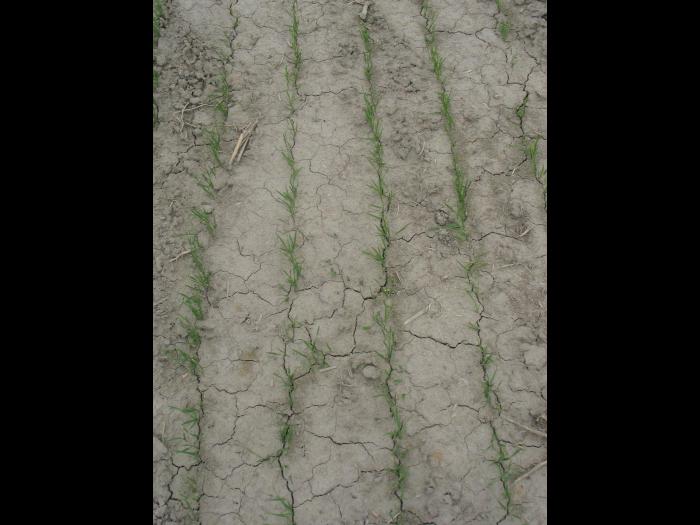 Blé - Encroûtement du sol_4