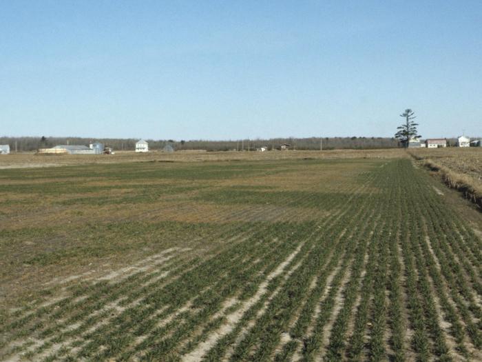 Blé - Gel hivernal_1