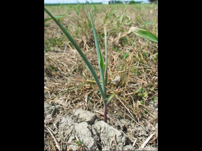 Maïs grain et fourrager - Sol compact