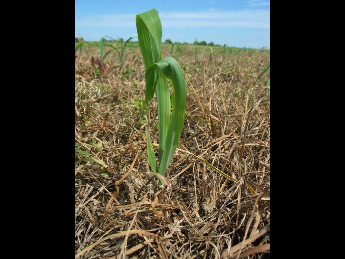 Maïs grain et fourrager - Sol compact