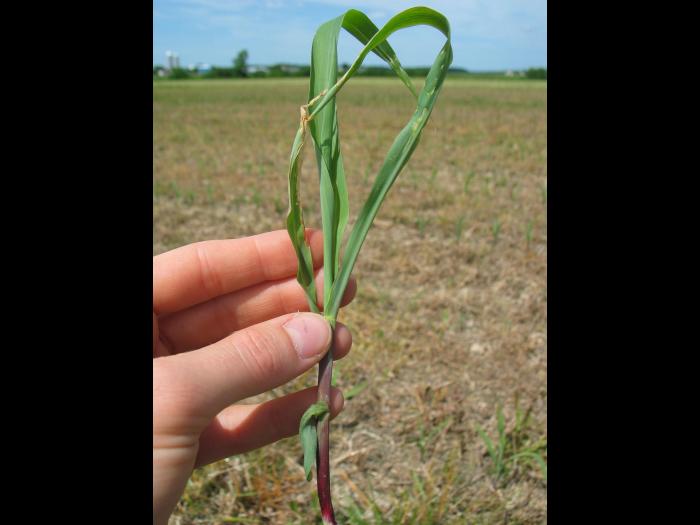 Maïs grain et fourrager - Sol compact