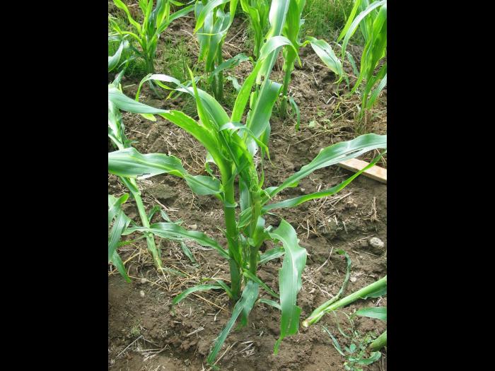 Maïs grain et fourrager - Grêle