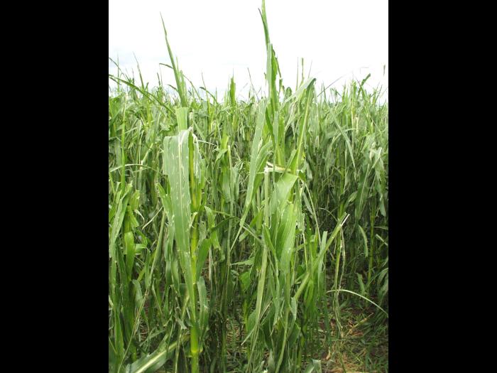 Maïs grain et fourrager - Grêle