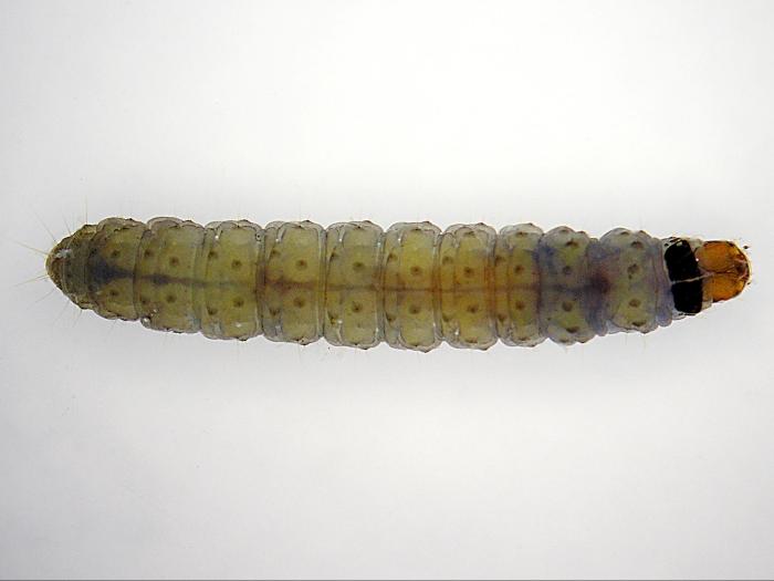 Tordeuse de la vigne (Paralobesia viteana)_1