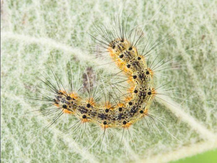 Chenille à tente estivale (Hyphantria cunea)_1
