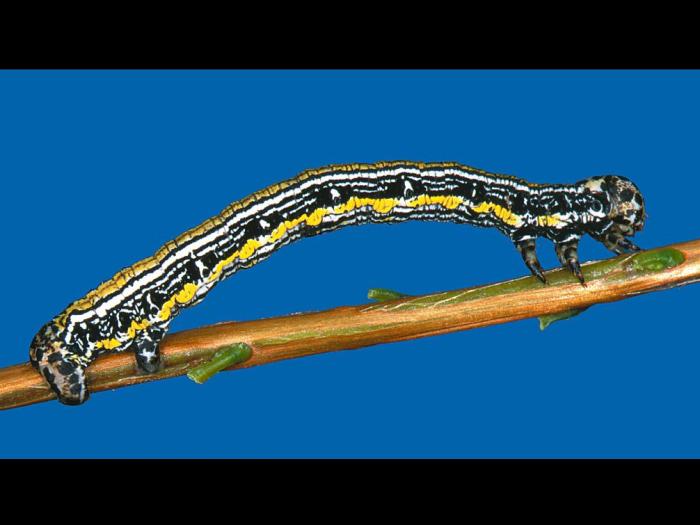 Arpenteuse caténaire (Cingilia catenaria)_2