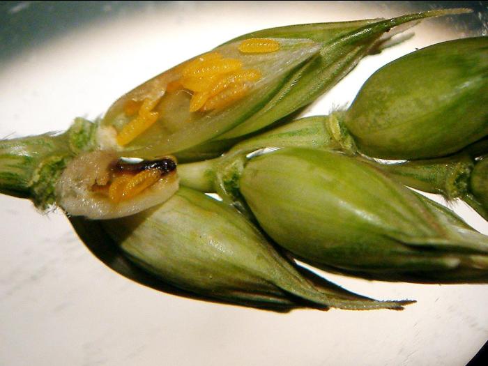 Blé - Cécidomyie orangée du blé (Sitodiplosis mosellana)_3