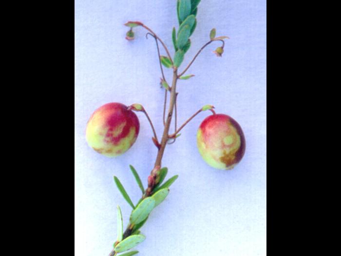 Canneberge - Virus des taches en anneaux (RSV)