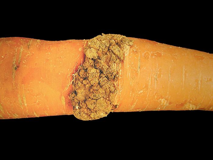 Carotte - Tumeur du collet (Agrobacterium tumefaciens)