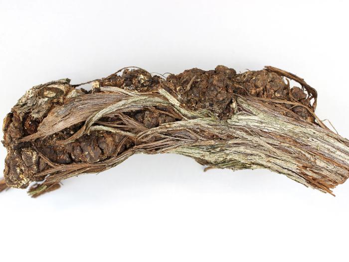 Vigne (raisin) - Tumeur du collet (Agrobacterium tumefaciens)_2