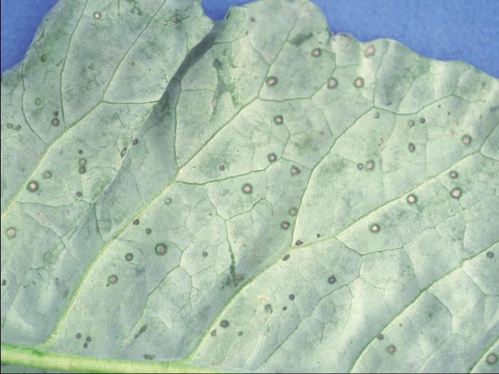 Brocoli - Tache bactérienne (Xanthomonas campestris pv. raphani)