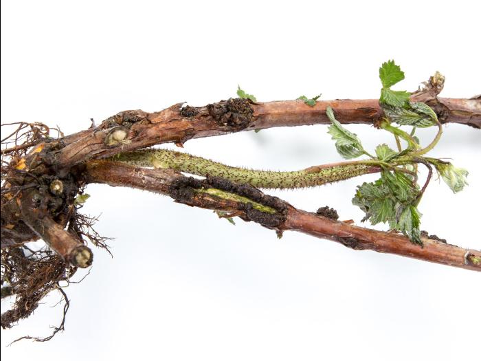 Framboise - Tumeur du collet (Agrobacterium tumefaciens)