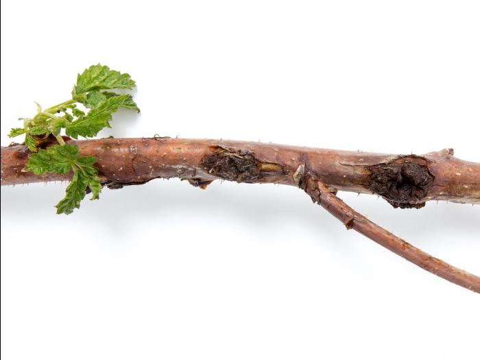 Framboise - Tumeur du collet (Agrobacterium tumefaciens)