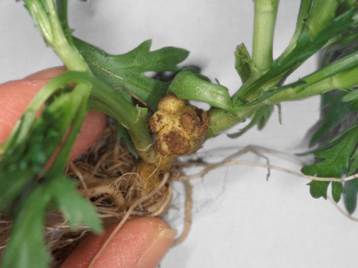 Argyranthemum - Tumeur du collet (Agrobacterium tumefaciens)_4