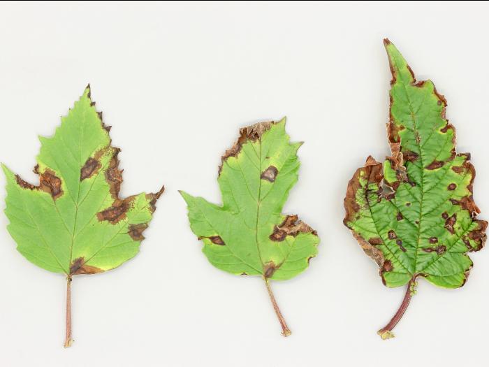 Viornes - Tache bactérienne (Pseudomonas syringae)