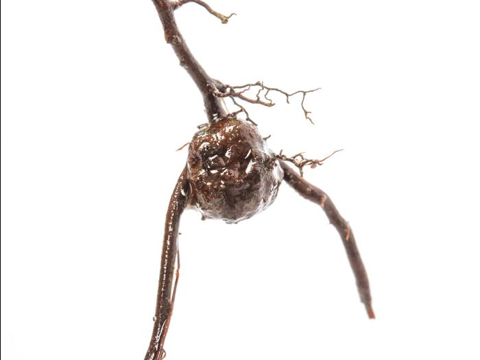 Framboise - Tumeur du collet (Agrobacterium tumefaciens)