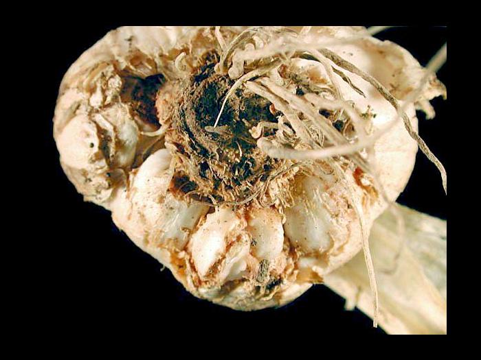 Ail - Nématode des tiges et des bulbes [Ditylenchus dipsaci]