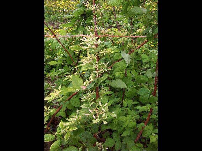 Framboise - glyphosate (9)_9