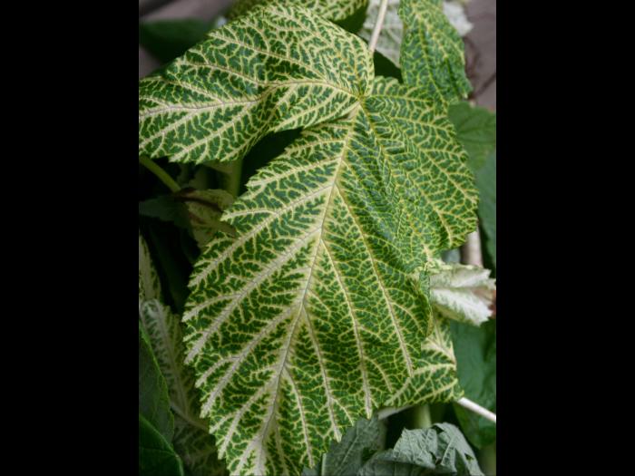 Framboise - terbacil (5)_2