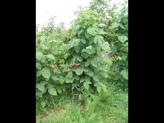 Framboise - clopyralide (4)_2