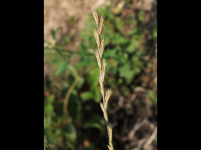 Ivraie vivace (Lolium perenne)_8