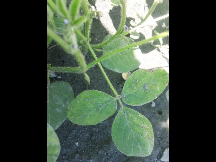 Soya - mésotrione (27)_2